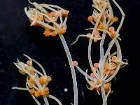 Tolypella hispanica 2, male, Saxifraga-Santos Cirujano Bracamonte