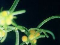 Tolypella hispanica 3, male, Saxifraga-Santos Cirujano Bracamonte