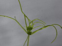 Tolypella intricata