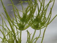 Tolypella intricata 2, Vertakt boomglanswier, Saxifraga-Peter Meininger