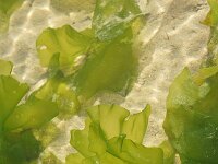 Ulva lactuca 27, Zeesla, Saxifraga-Foto Fitis-Sytske Dijksen