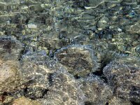 Acetabularia meditteranea 2, Saxifraga-Foto Fitis-Sytske Dijksen