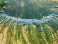 Blidingia minima 4, Klein darmwier, Saxifraga-Foto Fitis-Sytske Dijksen