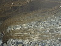 Chorda filum 2, Veterwier, Saxifraga-Willem van Kruijsbergen