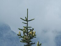 Abies alba 2, Zilverspar, Saxifraga-Jan van der Straaten