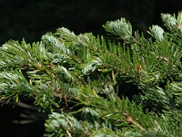 Abies alba 3, Zilverspar, Saxifraga-Jan van der Straaten