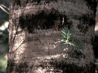 Abies cephalonica 2, Saxifraga-Jan van der Straaten