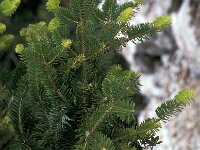 Abies cephalonica 3, Saxifraga-Jan van der Straaten