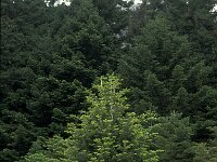 Abies cephalonica 4, Saxifraga-Jan van der Straaten