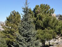 Abies pinsapo 10, Saxifraga-Harry Jans