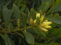 Acacia longifolia 2, Saxifraga-Willem van Kruijsbergen
