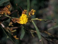Acacia retinoides 2, Saxifraga-Jan van der Straaten