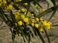 Acacia retinoides 4, Saxifraga-Willem van Kruijsbergen