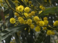 Acacia retinoides 5, Saxifraga-Jan van der Straaten