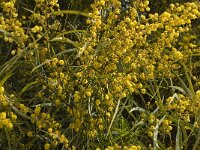 Acacia retinoides 6, Saxifraga-Jan van der Straaten