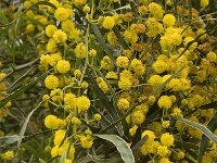 Acacia retinoides 7, Saxifraga-Jan van der Straaten