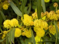 Acacia retinoides 8, Saxifraga-Willem van Kruijsbergen