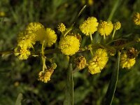 Acacia retinoides 9, Saxifraga-Jan van der Straaten