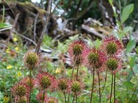 Acaena ovalifolia 2, Saxifraga-Jeroen Willemsen