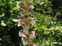 Acanthus mollis 10, Saxifraga-Rutger Barendse