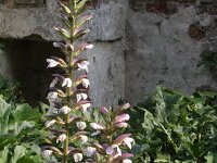 Acanthus mollis 11, Saxifraga-Rutger Barendse