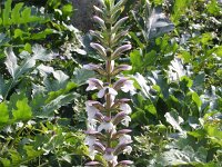 Acanthus mollis 12, Saxifraga-Rutger Barendse