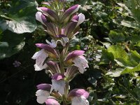 Acanthus mollis 13, Saxifraga-Rutger Barendse