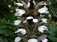 Acanthus mollis 18, Saxifraga-Ed Stikvoort