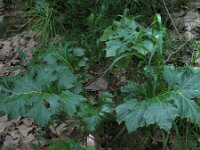 Acanthus mollis 2, Saxifraga-Rutger Barendse