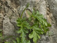 Acanthus mollis 3, Saxifraga-Willem van Kruijsbergen