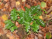 Acanthus mollis 4, Saxifraga-Rutger Barendse