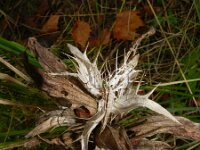 Acanthus mollis 5, Saxifraga-Rutger Barendse