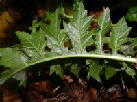 Acanthus mollis 8, Saxifraga-Rutger Barendse