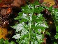 Acanthus mollis 9, Saxifraga-Rutger Barendse