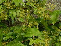 Acer campestre 16, Spaanse aak, Saxifraga-Ed Stikvoort