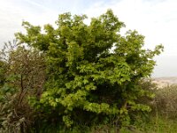 Acer campestre 20, Spaanse aak, Saxifraga-Ed Stikvoort