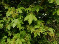 Acer campestre 21, Spaanse aak, Saxifraga-Ed Stikvoort