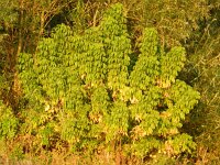 Acer negundo 11, Vederesdoorn, Saxifraga-Rutger Barendse