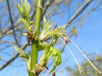 Acer negundo 12, Vederesdoorn, Saxifraga-Rutger Barendse
