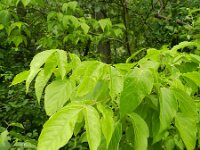 Acer negundo 13, Vederesdoorn, Saxifraga-Rutger Barendse