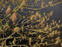 Acer negundo 18, Vederesdoorn, Saxifraga-Ed Stikvoort : Kunsthal en De Pont
