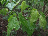 Acer negundo 2, Vederesdoorn, Saxifraga-Rutger Barendse