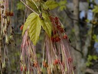 Acer negundo 20, Vederesdoorn, Saxifraga-Ed Stikvoort : Kunsthal en De Pont