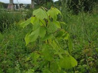 Acer negundo 3, Vederesdoorn, Saxifraga-Rutger Barendse