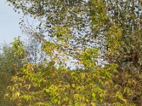 Acer negundo 4, Vederesdoorn, Saxifraga-Rutger Barendse