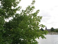 Acer negundo 5, Vederesdoorn, Saxifraga-Rutger Barendse