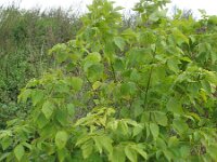 Acer negundo 6, Vederesdoorn, Saxifraga-Rutger Barendse