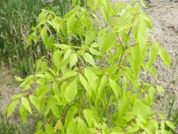 Acer negundo 7, Vederesdoorn, Saxifraga-Rutger Barendse