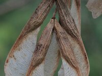 Acer negundo 8, Vederesdoorn, Saxifraga-Rutger Barendse