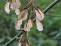 Acer negundo 9, Vederesdoorn, Saxifraga-Rutger Barendse